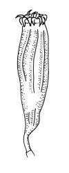 Orthotrichum sainsburyi, capsule, dry.
 Image: R.C. Wagstaff © All rights reserved. Redrawn with permission from Lewinsky (1984). 